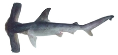 Winghead Shark photo 4