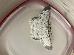 Epimecis semicompleta