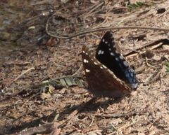 Charaxes guderiana guderiana