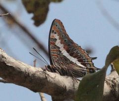 Charaxes saturnus saturnus