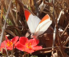 Colotis antevippe gavisa