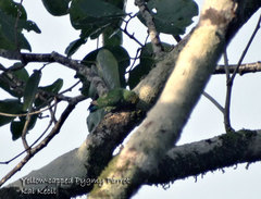 Yellow-Capped Pygmy-Parrot photo 2