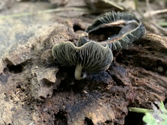 Panaeolus fontinalis