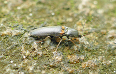 Ampedus semicinctus