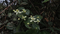 Clematis haenkeana
