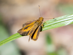 Hesperiinae