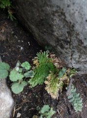 Selaginella pilifera