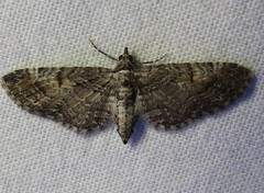 Eupithecia graefii