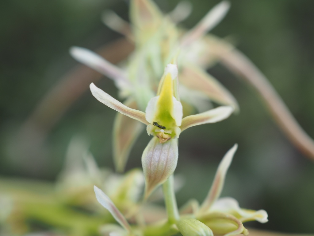 Tarengo leek orchid