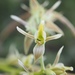 Prasophyllum petilum - Photo (c) annevk, algunos derechos reservados (CC BY-NC)
