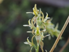 Prasophyllum petilum