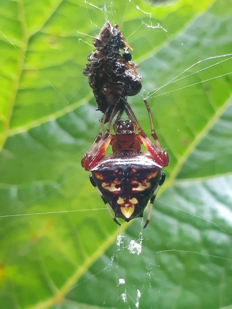 Verrucosa florezi