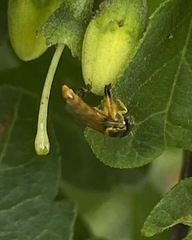 Tetragonisca angustula image