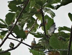 Ptilinopus wallacii