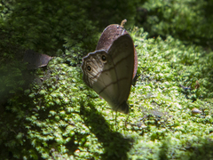 Euptychiina