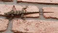 Tropidurus spinulosus