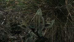 Scrobicaria ilicifolia