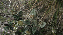 Scrobicaria ilicifolia