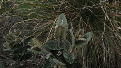 Scrobicaria ilicifolia