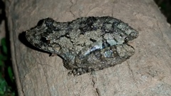 Scinax acuminatus