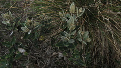 Scrobicaria ilicifolia