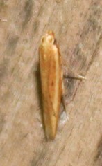 Batrachedra busiris