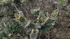 Scrobicaria ilicifolia