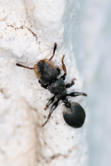 Cephalotes texanus