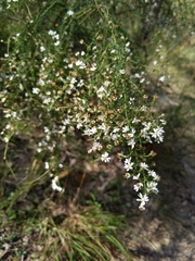 Olearia microphylla