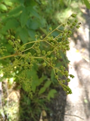 Filipendula ulmaria
