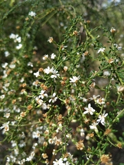 Olearia microphylla