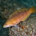 Red Naped Wrasse - Photo (c) Izuzuki, some rights reserved (CC BY-SA)