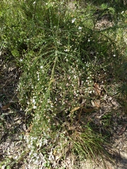 Olearia microphylla
