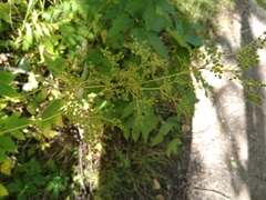 Filipendula ulmaria