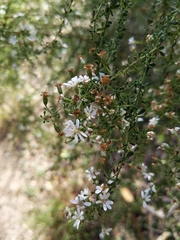 Olearia microphylla