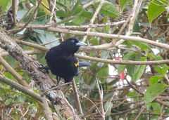 Cacicus chrysonotus