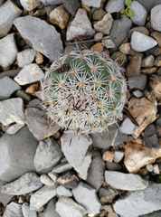 Rapicactus beguinii