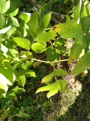 Filipendula ulmaria