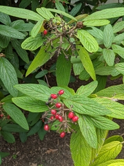Viburnum rhytidophyllum