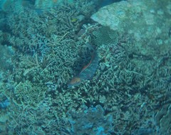 Lethrinus miniatus