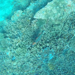 Lethrinus miniatus