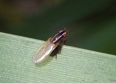 Poecilohetaerus aquilus