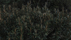 Miconia salicifolia