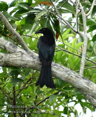 Dicrurus densus megalornis