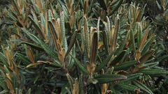 Miconia salicifolia