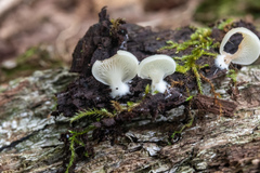 Crepidotus stipitatus