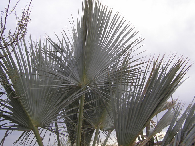 Palma blanca (LA Urban Forest Program) · NaturaLista Mexico