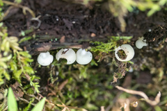 Crepidotus stipitatus