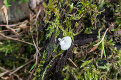 Crepidotus stipitatus