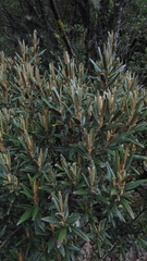 Miconia salicifolia